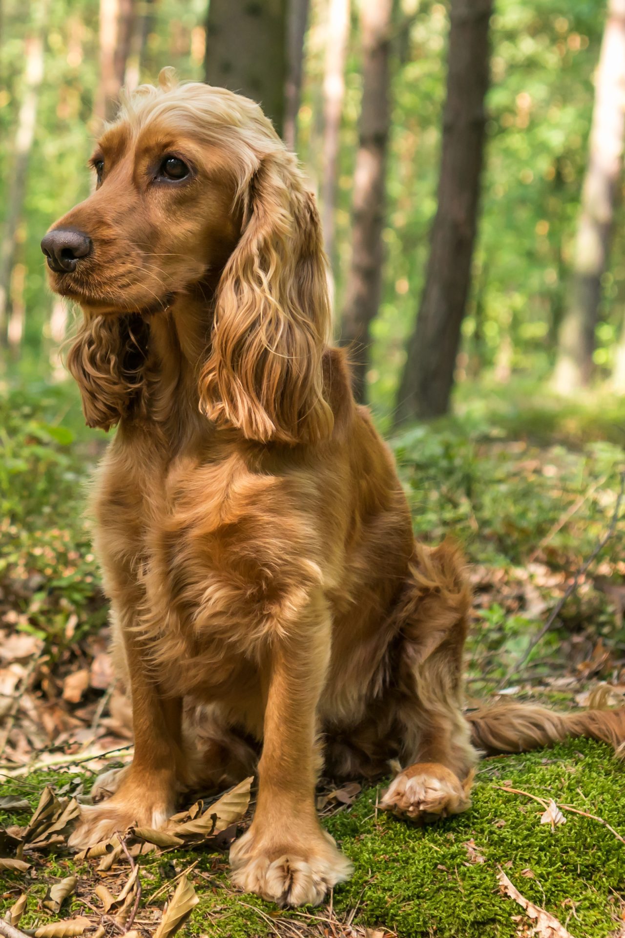 English Cocker Spaniel breed: the lop-eared love package - Love my dogz