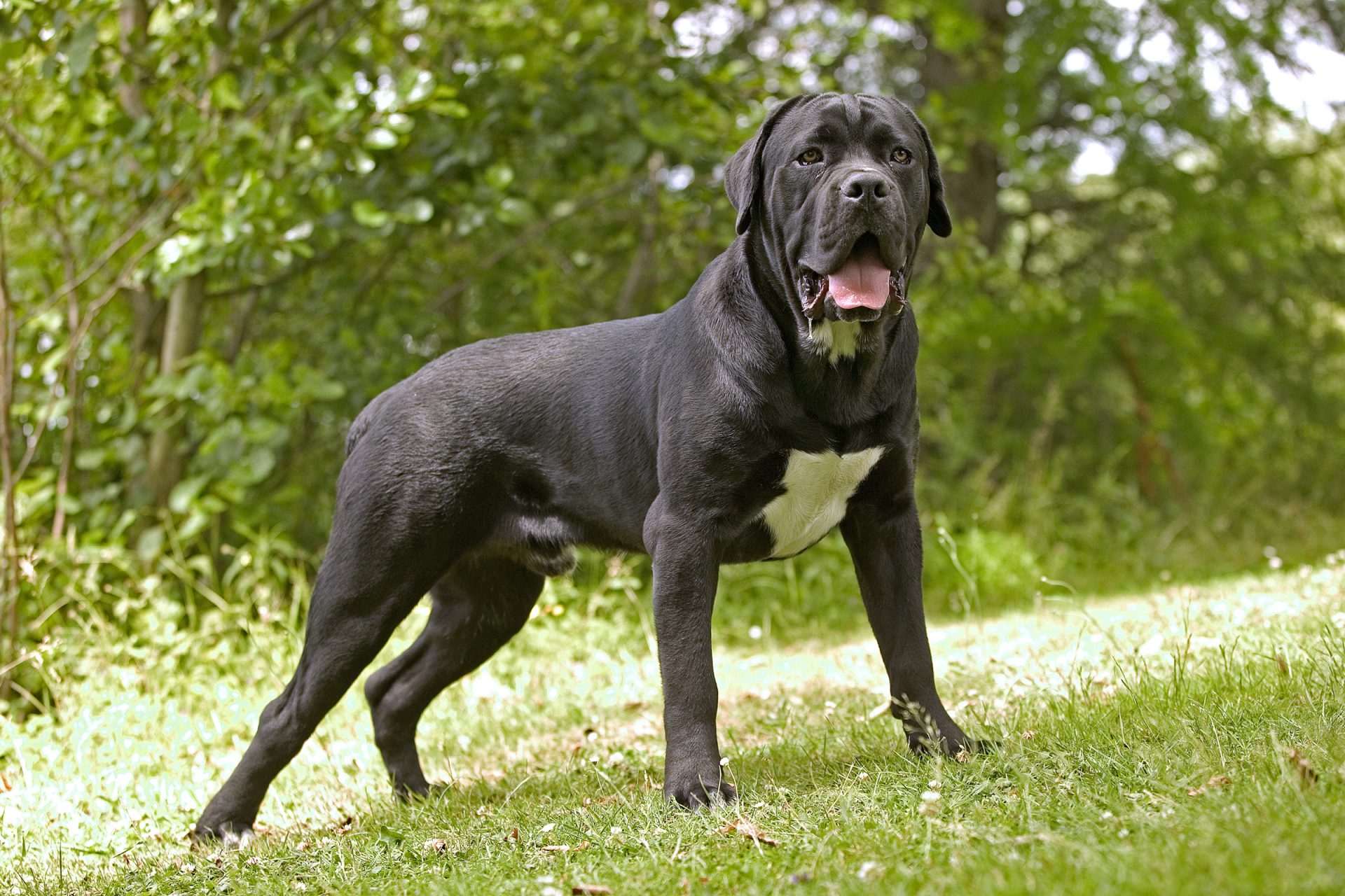 Cane Corso: from the Italian battlefields to the heart of families