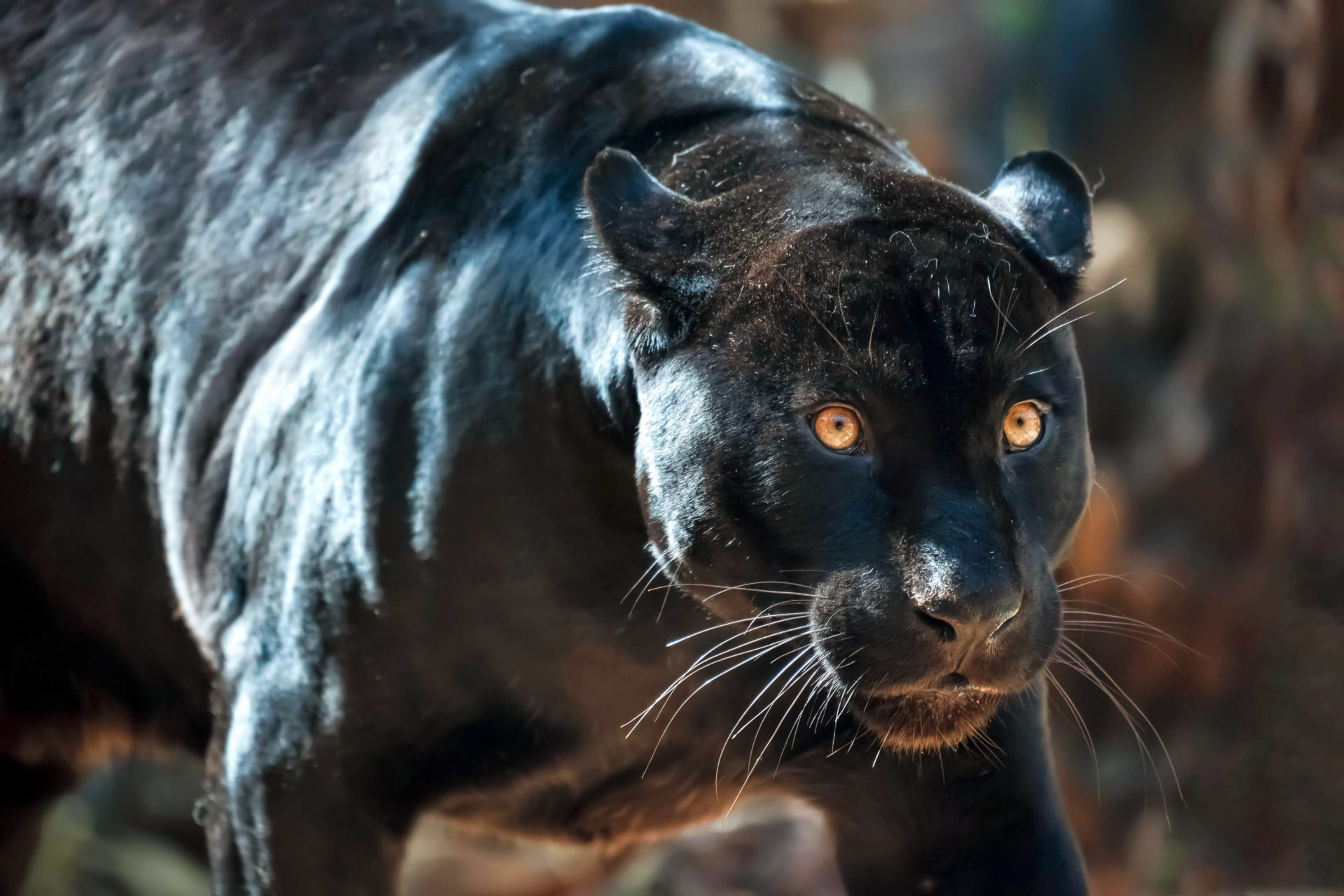 The canis panther is built much like panthers.